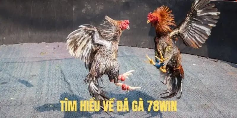 Cá cược đá gà 78Win